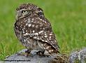hulotte_3626