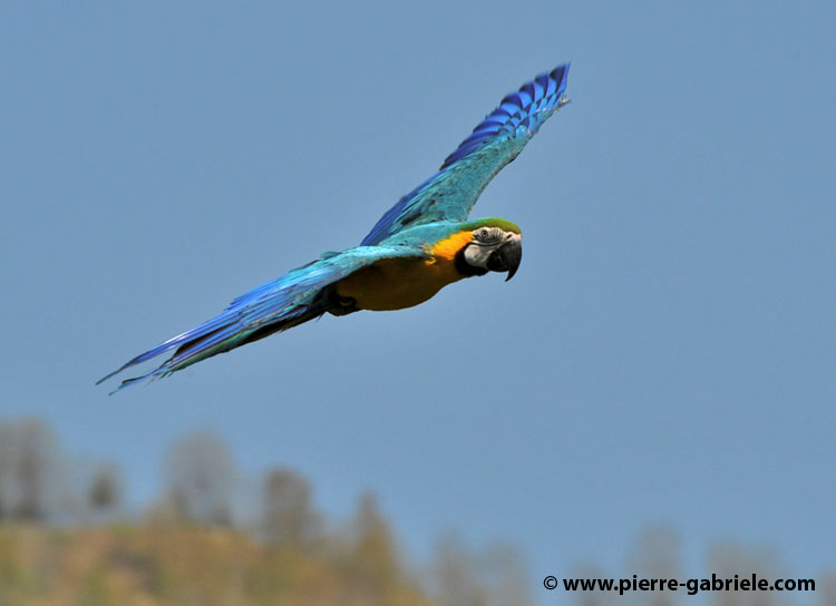 ara-bleu_2302.jpg