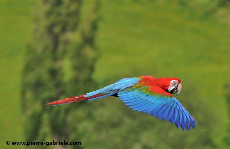 ara-rouge_2306.jpg