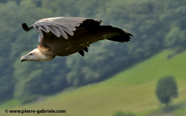 vautour_3656.jpg