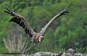 vautour-fauve_2238