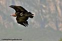 vautour_2248