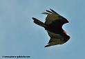 vautour_2266