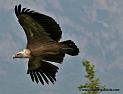 vautour_3653