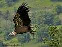 vautour_3654
