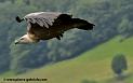 vautour_3656