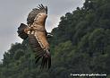 vautour_3678