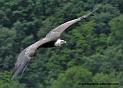 vautour_3681