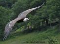vautour_3682