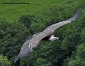 vautour_3683