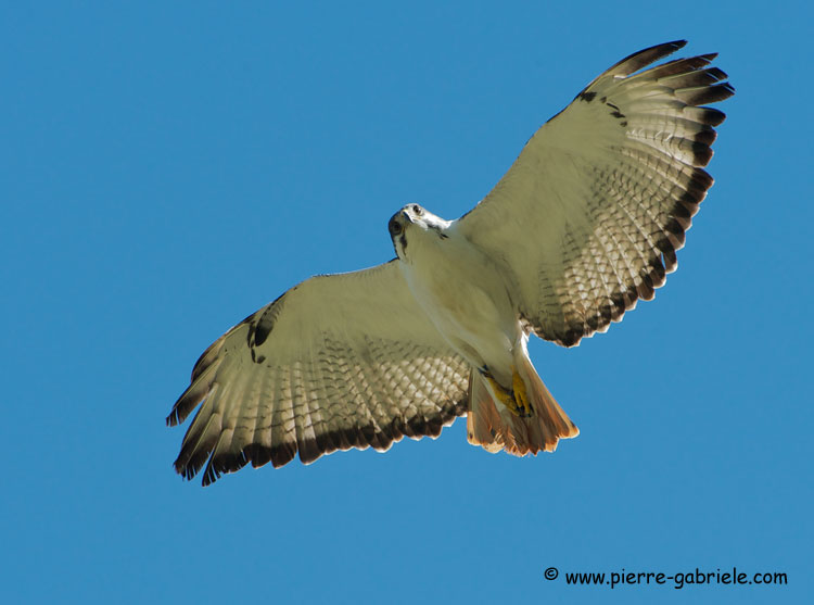 buse-des-augures_2906.jpg