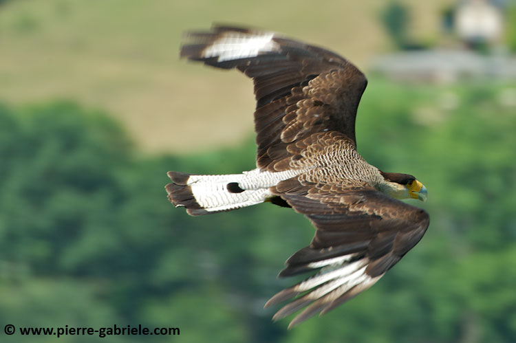 caracara_9692.jpg
