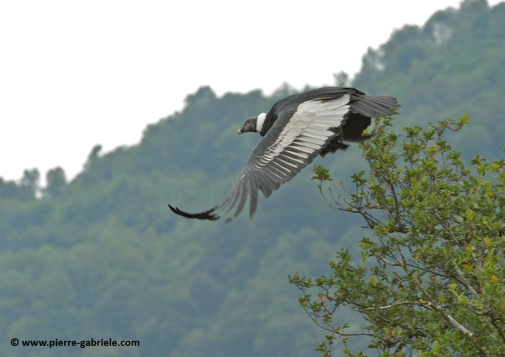 condor_0058.jpg