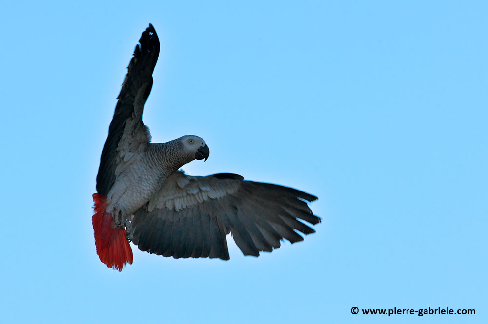 gris-du-gabon_3048.jpg