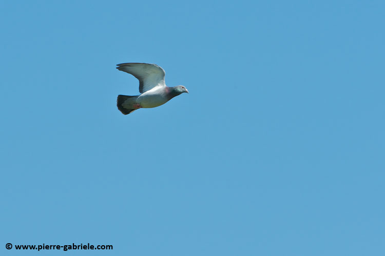 pigeon_7554.jpg