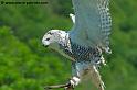 harfang_7439