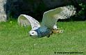 harfang_7444