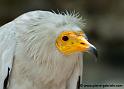 percnoptere_9643