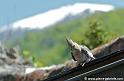 perruche_7292