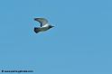 pigeon_7554