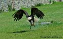 pygargue_7296