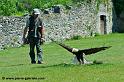 pygargue_7297