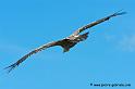 vautour_2981