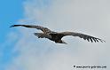 vautour_2984