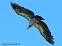 vautour_2987