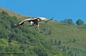 vautour_3015