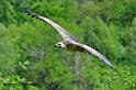 vautour_7460