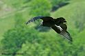 vautour_7466