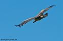 vautour_7467