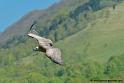 vautour_7472