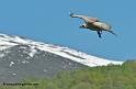 vautour_7473