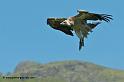vautour_7475