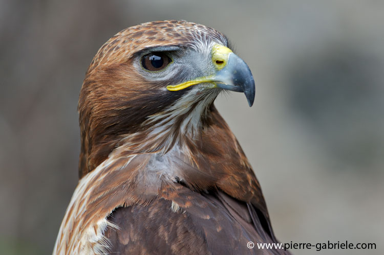buse-rousse_3928.jpg