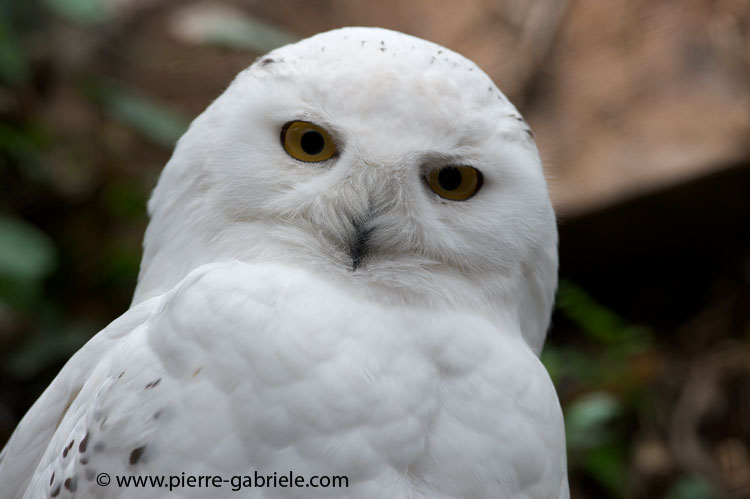 chouette-harfang_3935.jpg