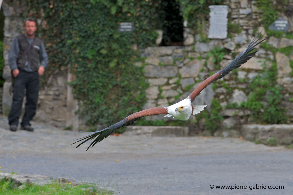 pygargue_3942.jpg