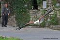 pygargue_3942