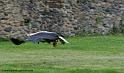 pygargue_3944