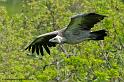 vautour_4160