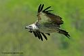 vautour_4161