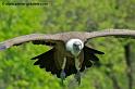 vautour_4176