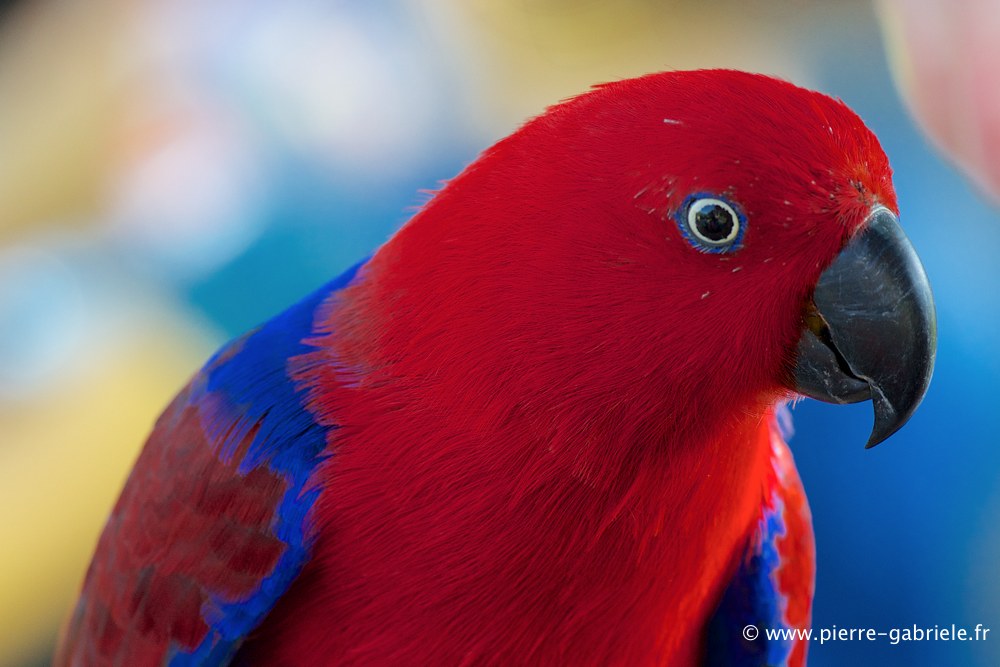 eclectus_2885.jpg