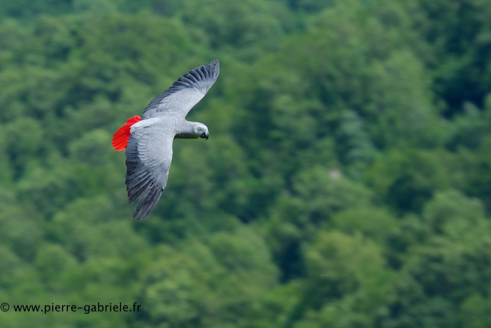 gris-du-gabon_0864.jpg