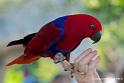 eclectus_2878