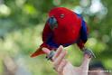 eclectus_2880