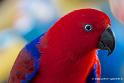 eclectus_2885