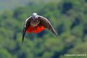 gris-du-gabon_2642
